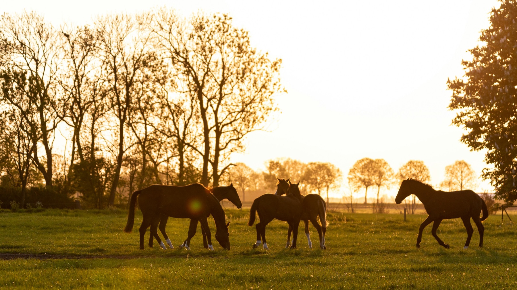 Horses grazing in a pasture at golden hour