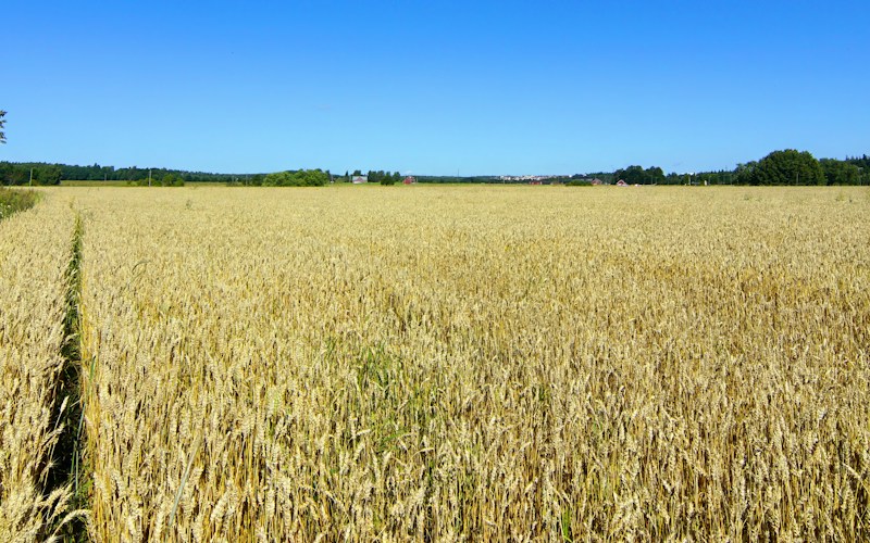 Wheat field under a clear blue sky